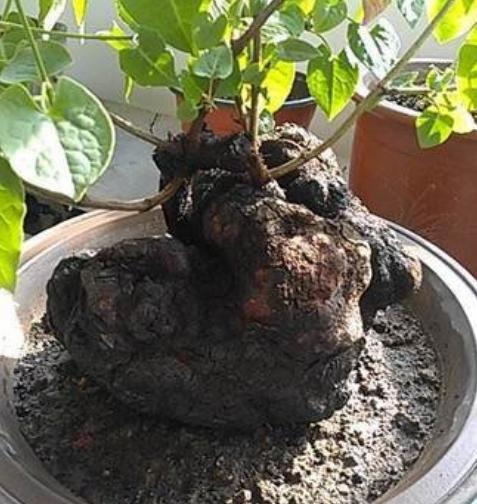 科技重塑传统何首乌价值，体验新生活之何首乌价格