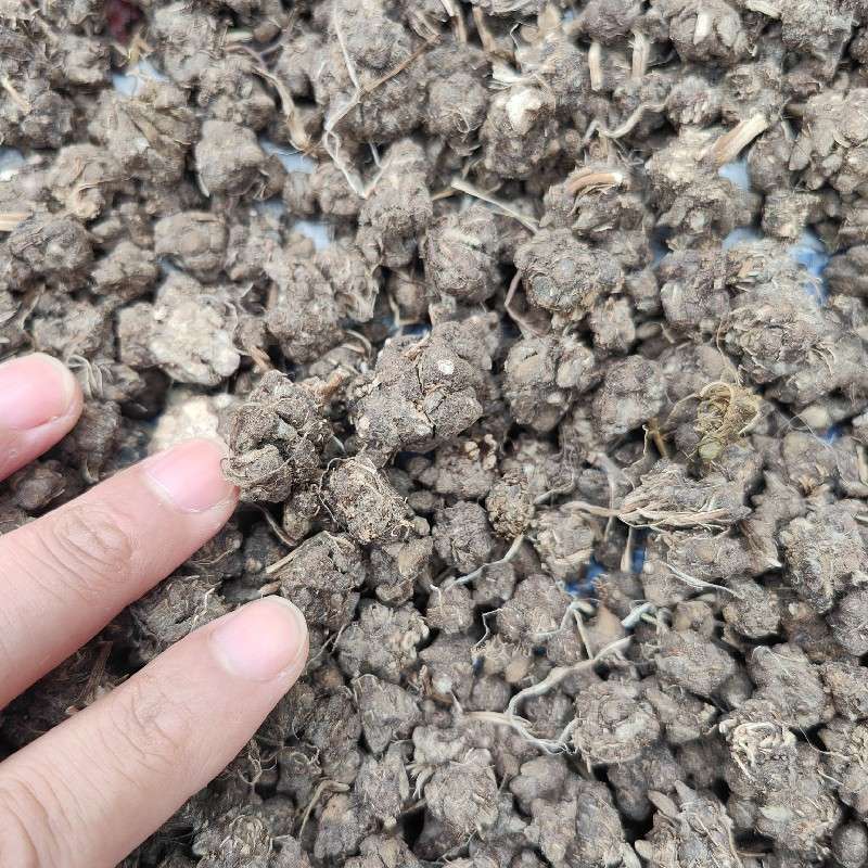 猫爪草行情价格揭秘，预测至2025年的市场走势分析🌟