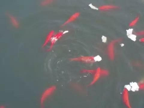 叶淼与叶水墨引领科技潮流，重塑生活体验的最新动态